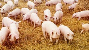 pig farm jobs