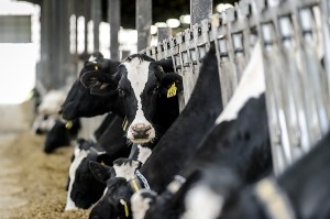 dairy farm workers