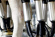 Milking & yard scraping jobs Barnstaple England