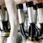 Milking & yard scraping jobs Barnstaple England