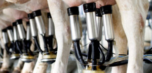 Milking & yard scraping jobs Barnstaple England