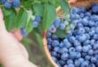 Seasonal workers needed in Sweden picking fruits