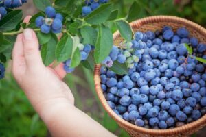 Seasonal workers needed in Sweden picking fruits