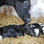 Calving Assistant/General Farm Worker