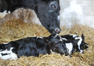 Calving Assistant/General Farm Worker