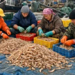 Production Worker – Stavanger, Norway | Shrimp Processing | €15 / Hour | Full-Time Job 2026