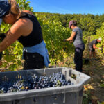 Grape Harvest Worker – France | €12.02–€13/h | Seasonal Vineyard Job in Champagne