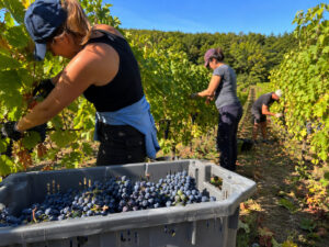 Grape Harvest Worker – France | €12.02–€13/h | Seasonal Vineyard Job in Champagne