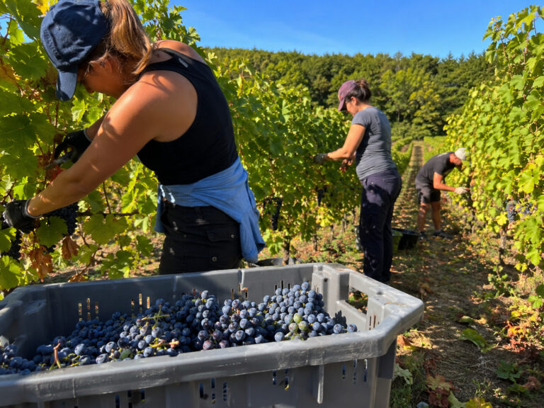 Grape Harvest Worker – France | €12.02–€13/h | Seasonal Vineyard Job in Champagne
