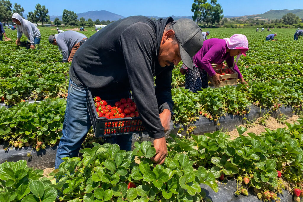 Seasonal Strawberry and Raspberry Picker France