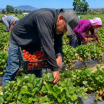 Seasonal Strawberry and Raspberry Picker France