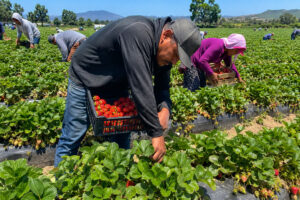 Seasonal Strawberry and Raspberry Picker France