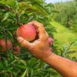 Apple Picker Germany – Hamburg | 15.80 EUR/hour