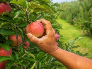 Apple Picker Germany – Hamburg | 15.80 EUR/hour