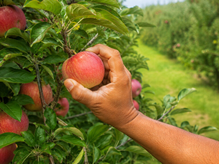 Apple Picker Germany – Hamburg | 15.80 EUR/hour