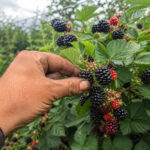 Blackberry Harvest Worker Denmark – Odense | 165 DKK/hour