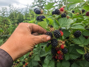 Blackberry Harvest Worker job in Denmark Odense