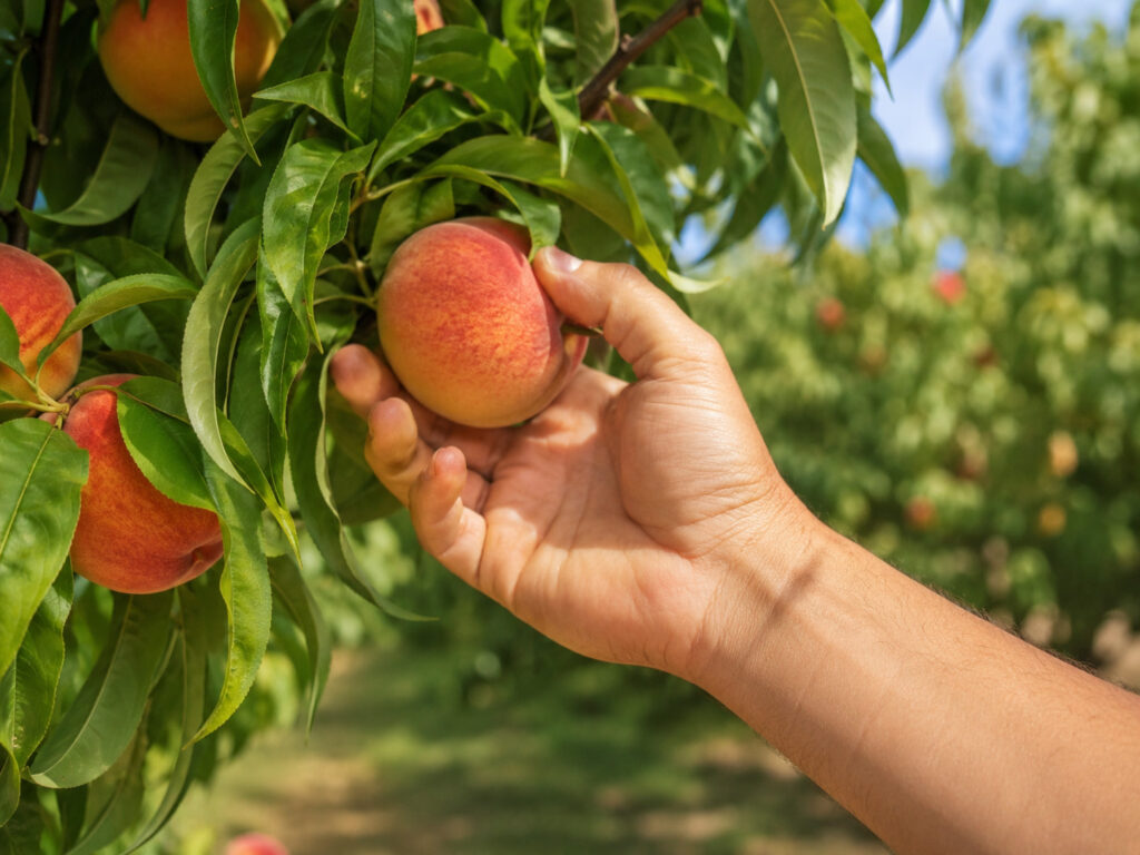Fruit Picker Spain – Lleida | 12 EUR/hour Gross
