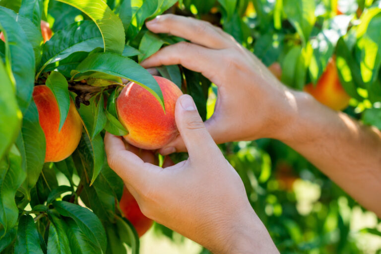 Vegetable Farm Worker job in Aarhus Denmark