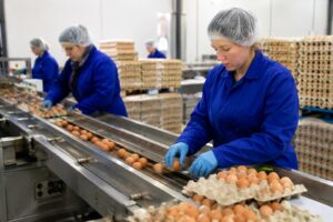 Egg Factory Worker / Production Worker Ireland – Near Dublin | 18.00 EUR/hour