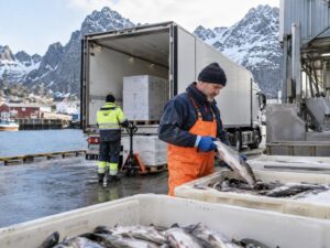 C+E Driver / Seafood Production Worker Norway – Sund i Lofoten | 236.1 and above NOK/hour