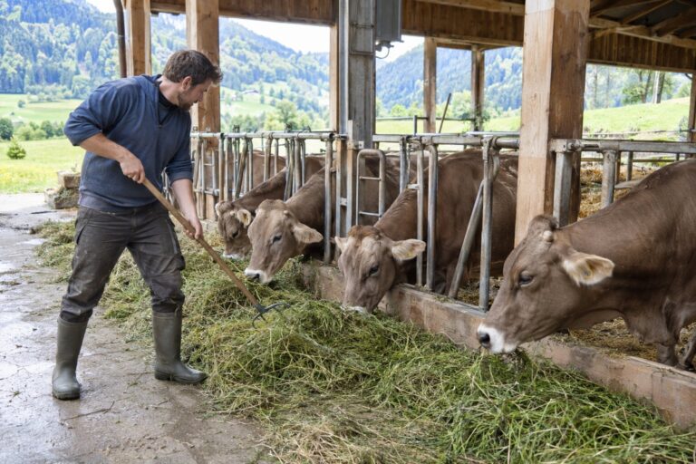 Dairy Farm Worker Switzerland | 4,200–5,000 CHF/hour