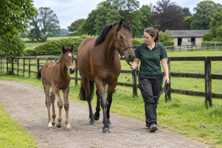 Stud Staff – Horse Breeding Ireland – Kilcullen, County Kildare | TBC